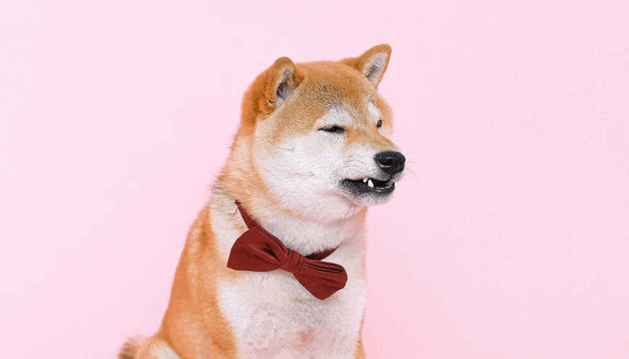 John_McAfee_noemt_beschuldigingen_over_pump__dumps_als_Dogecoin_overdreven_1 John McAfee noemt beschuldigingen over pump & dumps als Dogecoin overdreven
