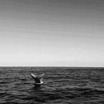Koop niet deze bitcoin (BTC) dip, te veel whales op exchanges, zegt CEO onderzoeksbedrijf