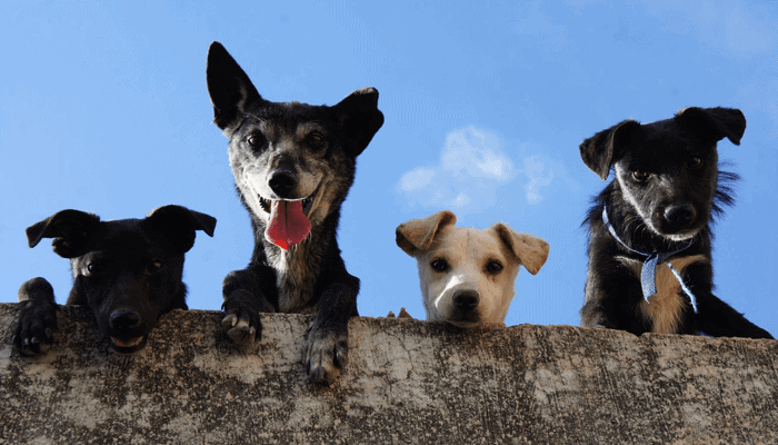 Meer Amerikanen zijn bekend met Dogecoin (DOGE) dan met Ethereum (ETH): onderzoek