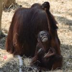 NFT-project Bored Ape Yacht Club doneert tonnen aan Orangutan Outreach, een goed doel voor apen