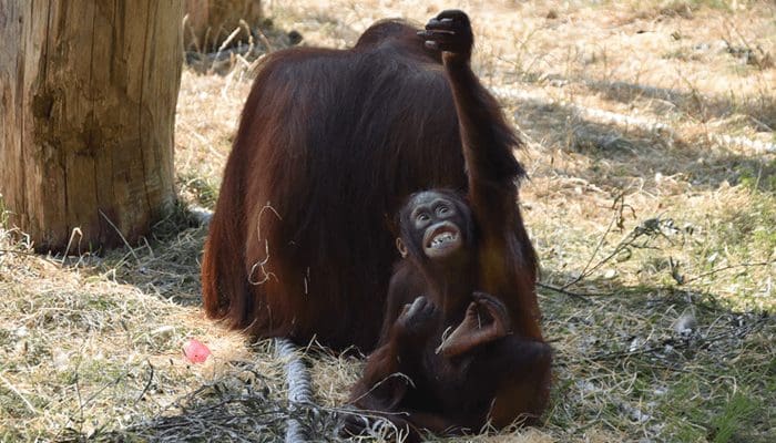 NFT-project Bored Ape Yacht Club doneert tonnen aan Orangutan Outreach, een goed doel voor apen