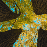 NFT markt op Ethereum groeit krankzinnig hard, OpenSea breekt volume records