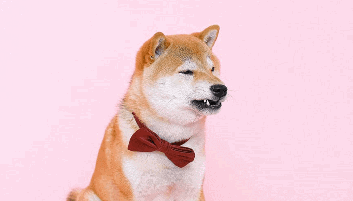 NFT van oorspronkelijke dogecoin (DOGE) meme wordt geveild in miljarden stukjes als DOG tokens