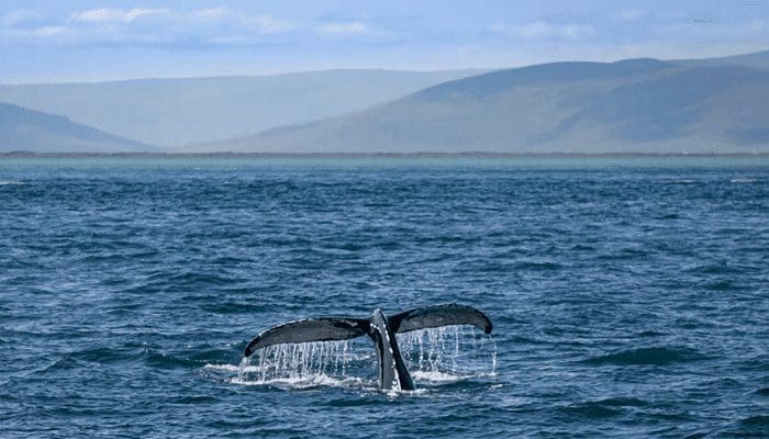 Ook_ethereum_ETH_whales_blijven_accumuleren_top_10_bezit_nu_maar_liefst_21_van_totale_aanbod Ook ethereum (ETH) whales blijven accumuleren top 10 bezit nu maar liefst 21% van totale aanbod