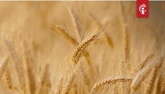 Rabobank_en_Cargill_wikkelen_transactie_met_tarwe_af_via_blockchain Rabobank en Cargill wikkelen tarwetransactie ter waarde van $12 miljoen af via blockchain