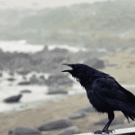 Ravencoin (RVN) steeg 1700% in 3 weken, maar ondergaat hevige correctie, wat is het eigenlijk