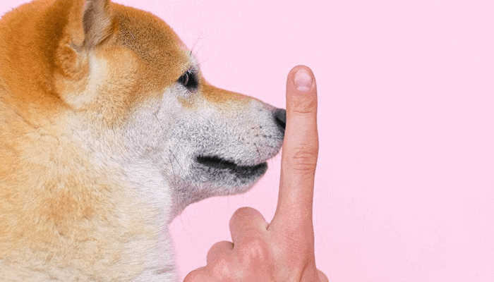 Ripple CEO is geen fan van Dogecoin, en wel hierom niet!