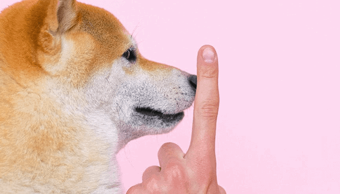 Ripple_CEO_is_geen_fan_van_Dogecoin_en_wel_hierom_niet Ripple CEO is geen fan van Dogecoin, en wel hierom niet!