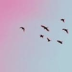 Ripple (XRP) houders ontvangen binnenkort nog een Airdrop van Flare Networks Songbird (SGB) tokens