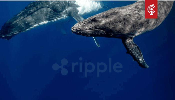 Ripple (XRP) whales maken zich op voor spark aidrop, versturen enorme bedragen