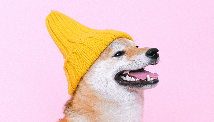 Shiba inu crypto