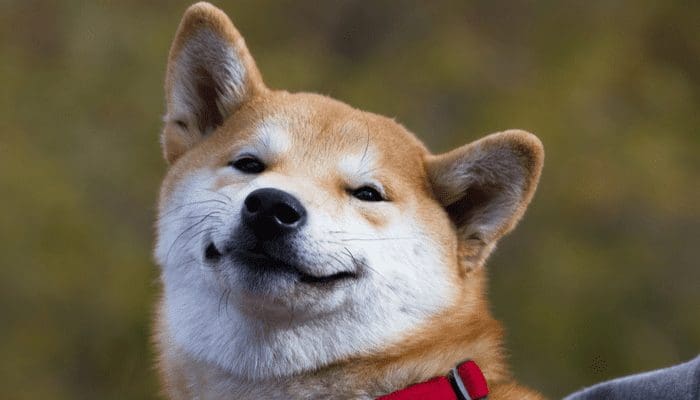 Shiba Inu transacties op historisch dieptepunt, interesse blijft dalen