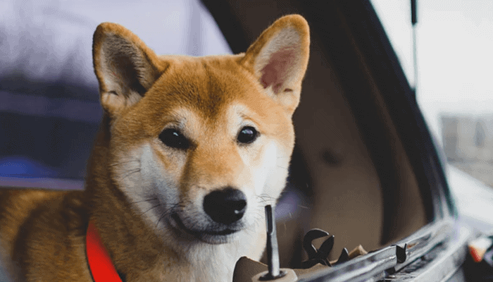 Shiba Inu (SHIB) de hardste stijger door deze tweet