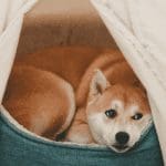Shiba Inu (SHIB) koers zakt steeds verder weg, al meer dan $15 miljard aan marktkapitalisatie verloren