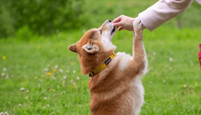 Shiba Inu community steunt voor $200 miljoen gehackte exchange