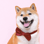 Shiba inu gaat er vandoor - John kijkt naar bitcoin, ethereum, the sandbox en meer