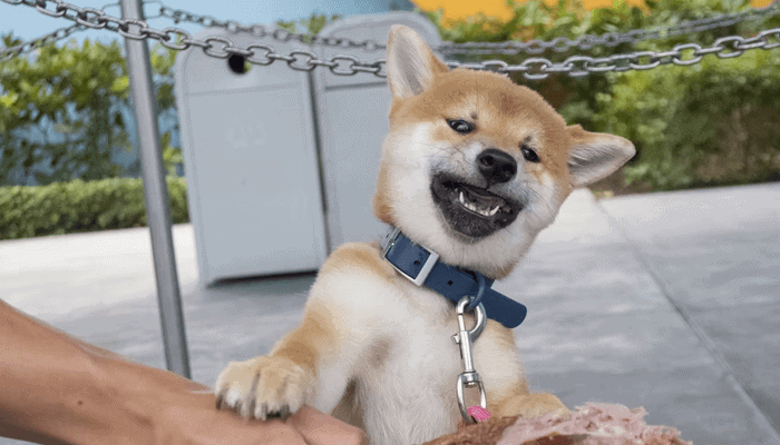 Shiba inu stijgt hard na notering Kraken exchange