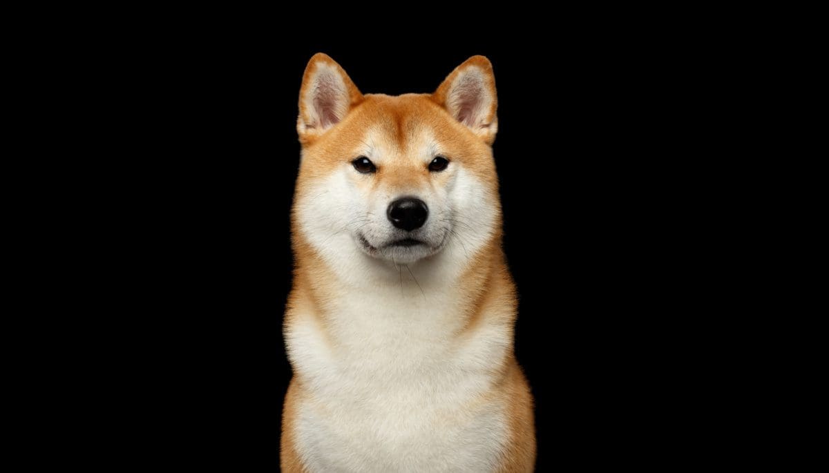 Shiba-inu-shibarium-koers