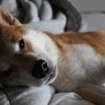 Staan shiba inu en XRP op uitbreken John kijkt verder naar bitcoin, ethereum en meer