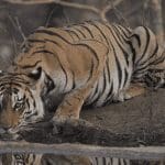 Tiger King Joe Exotic lanceert eigen crypto op Ethereum TKING
