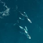 Timo's take Wat doet het grote geld tijdens deze bitcoin (BTC) koers correctie