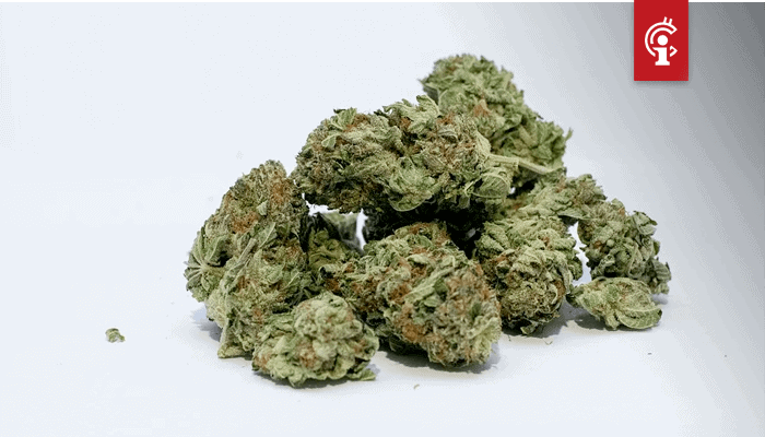 TruTrace_zet_wiet_op_de_blockchain_om_herkomst_te_garanderen_en_cannabissoorten_vast_te_leggen TruTrace zet wiet op de blockchain om herkomst te garanderen en cannabissoorten vast te leggen