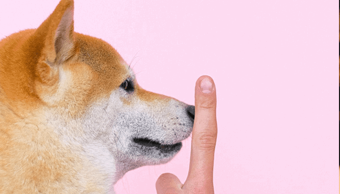 Veroorzaakt dit de volgende grote Shiba Inu (SHIB) stijging