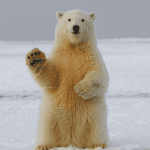 Video Bitcoin bearish reactie bij $53k John kijkt naar DOT, ETH en meer