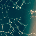Waarde verzonden bitcoin (BTC) in december hoogste niveau van 2020