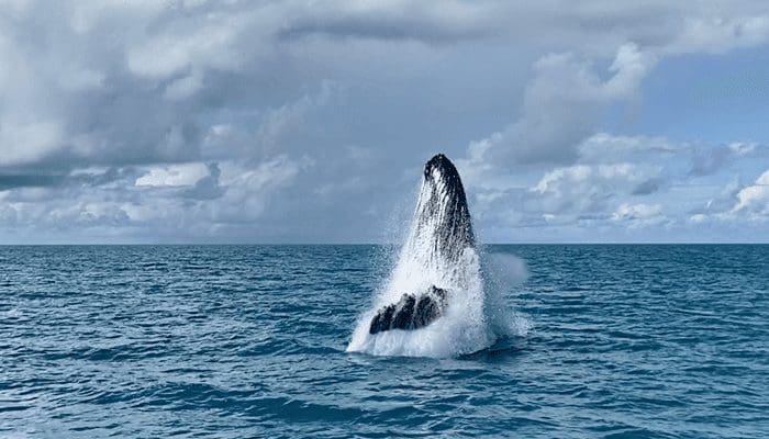 Whale slaat 99 miljard shiba inu in tijdens dip