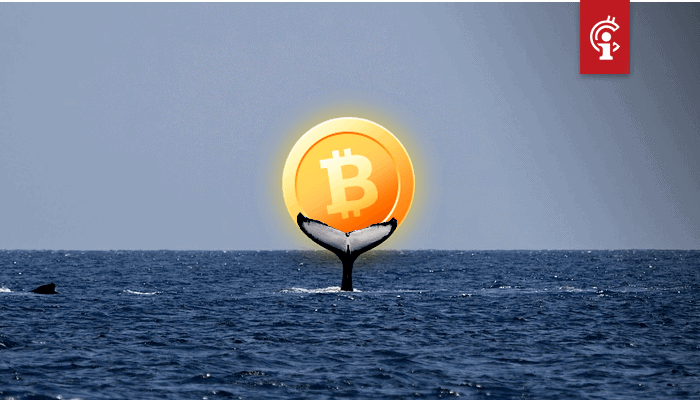Whales kopen bitcoin (BTC) tijdens crash terwijl korte termijn investeerders juist verkopen