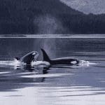 Zijn de bitcoin (BTC) whales aan het verkopen John kijkt verder naar ethereum, solana en ripple!