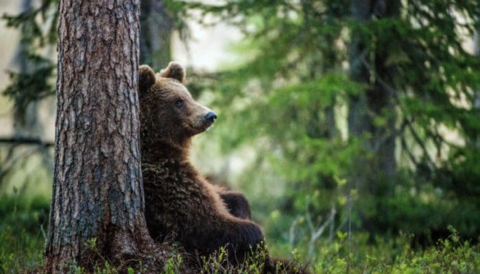 bitcoin-bearmarkt-daling Huidige bitcoin berenmarkt is de ergste ooit: Glassnode