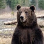Bitcoin berenmarkt eindigt misschien eerder dan je denkt