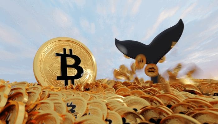 Bitcoin whales kopen weer na prijs dip, aldus on-chain analist