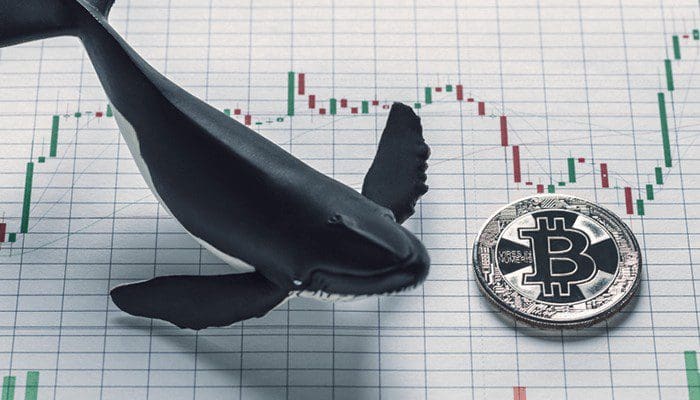 Grootste bitcoin whale blijft de dip kopen, 481 BTC in 7 dagen tijd