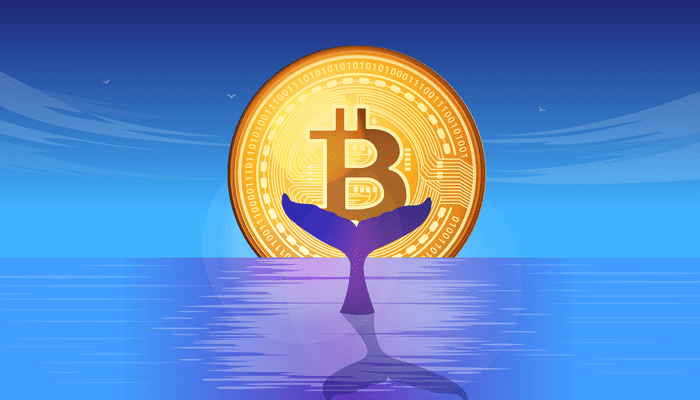 Crypto rally: whales slaan in, maar experts uiten zorgen over bitcoin