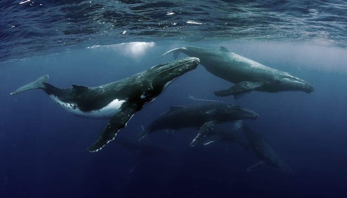 bitcoin-whales-groeien Bitcoin whales groeien in aantallen, weer voorbode van grote stijging?