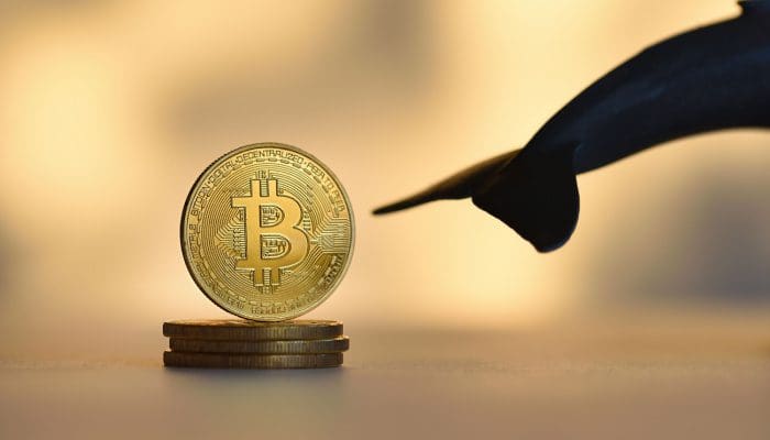 BTC investeerders opgelet: Bitcoin whales kopen massaal in