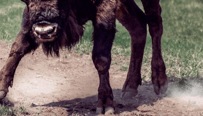bitcoin_bulls_hebben_een_taak_hakken_in_het_zand bitcoin_bulls_hebben_een_taak_hakken_in_het_zand