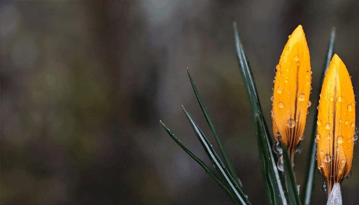 bitcoin_koers_neemt_pauze_altcoin_seizoen_gestart
