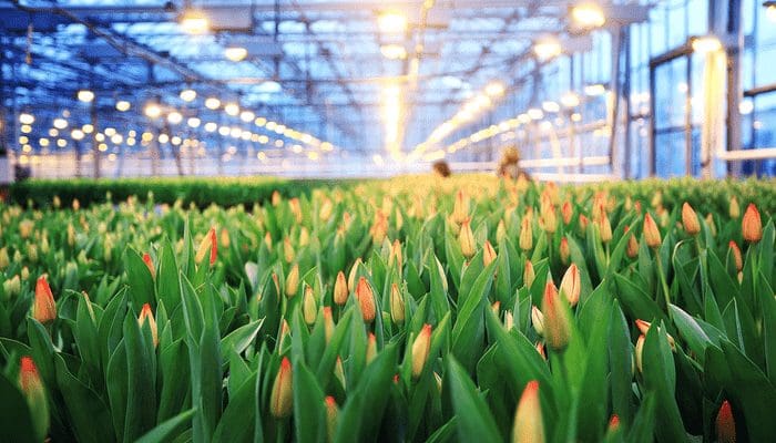 bloemen-crypto-nieuwsoverzicht Bloemen kweken met bitcoin, geblokkeerde wallets in Canada en meer nieuws