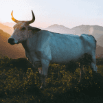 bullish_week_voor_bitcoin_john_bekijkt_ethereum_cardano_solana_ren_vechain
