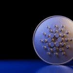 Aantal nieuwe dagelijkse Cardano wallets stijgt met 167%