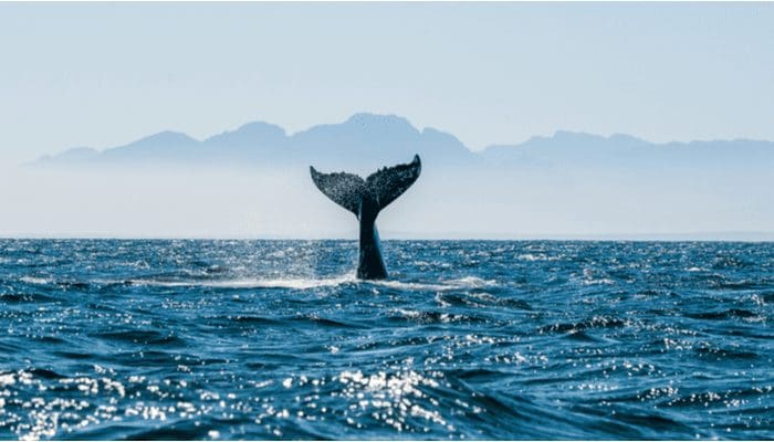 Cardano whales kopen ADA en vergroten bezit met 50%