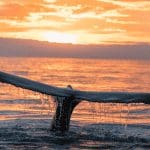 Crypto ontbijt: Bitcoin whales slaan in & miljardenboete voor Ripple Crypto ontbijt: Bitcoin whales slaan in & miljardenboete voor Ripple