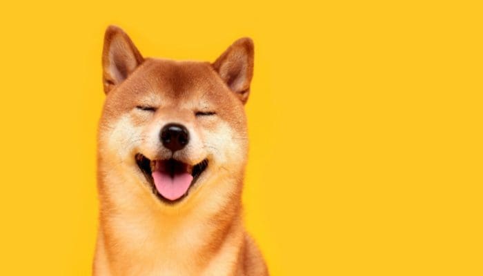 Shiba Inu lanza una versión beta para Shibarium llamada 