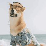 dogecoin_en_shiba_inu_gaan_hard_bitcoin_koers_boven_de_50000_dollar_john_bekijkt_ethereum_cardano_solana