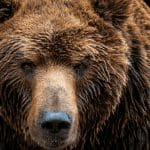 gaan_altcoins_bear_markt_tegemoet_john_bekijkt_bitcoin_cardano_ethereum_en_meer