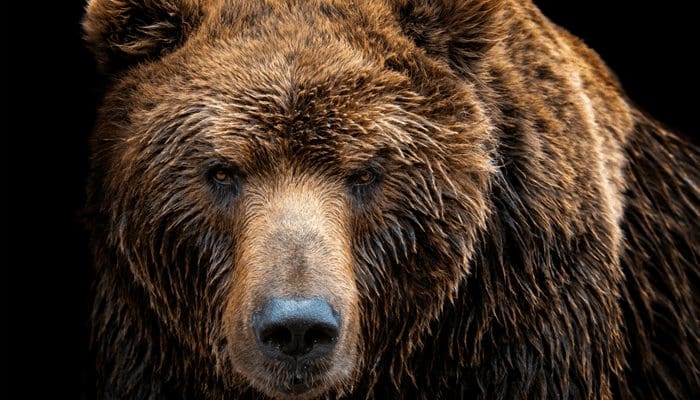 gaan_altcoins_bear_markt_tegemoet_john_bekijkt_bitcoin_cardano_ethereum_en_meer